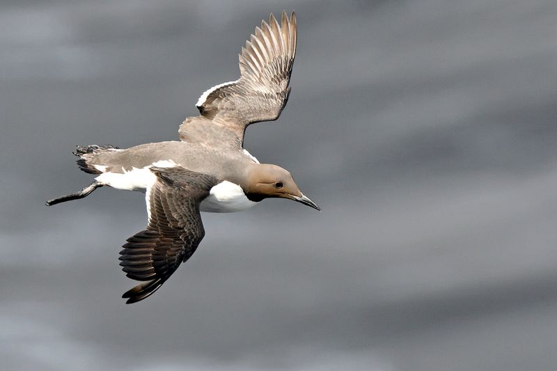 Guillemot