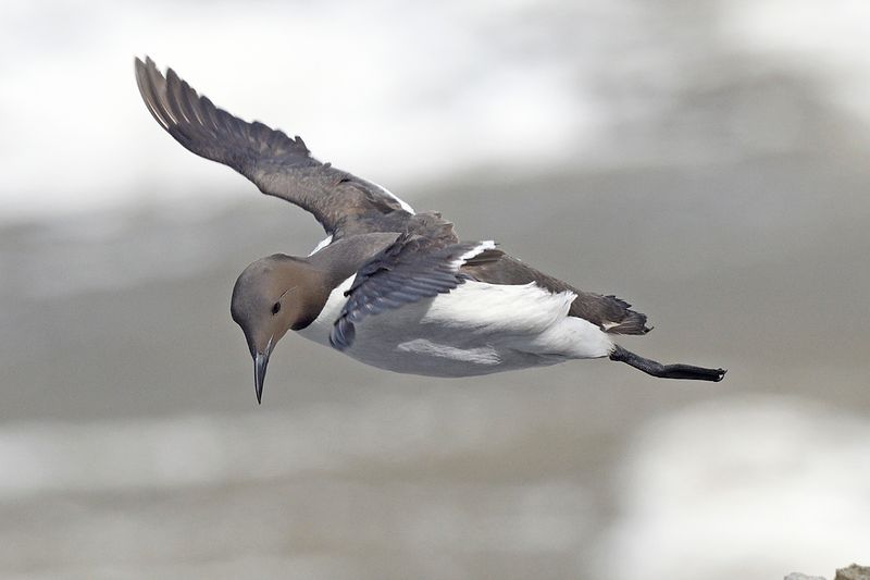 Guillemot