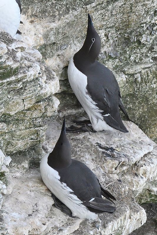 Bridled Guillemot