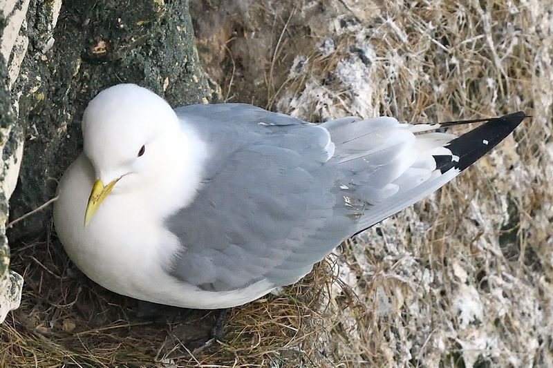 Kittiwake