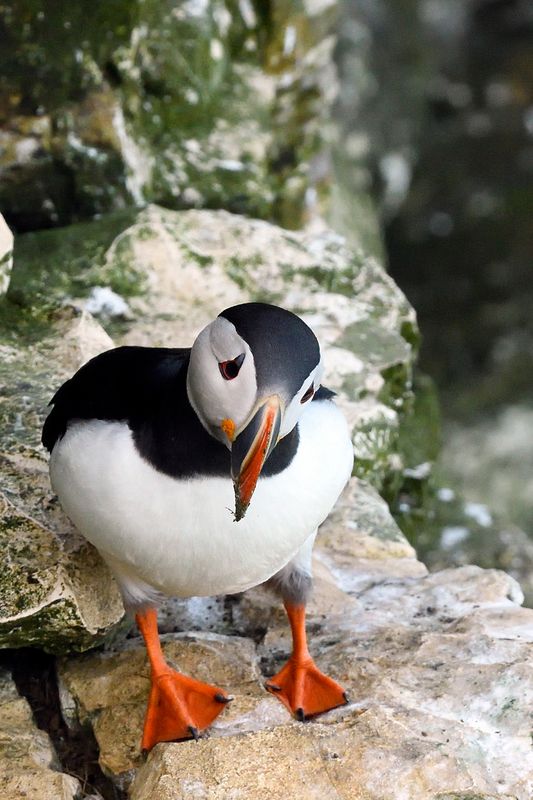 Puffin