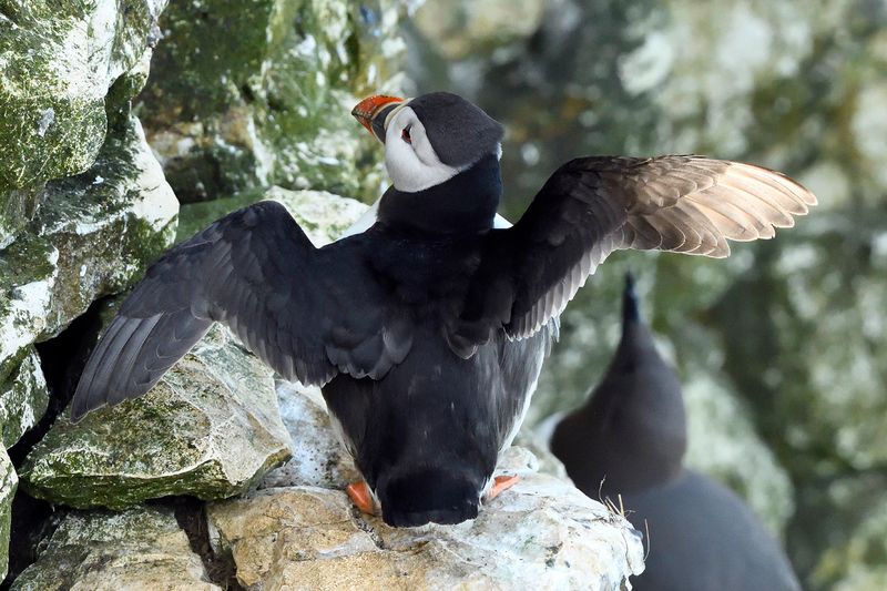 Puffin