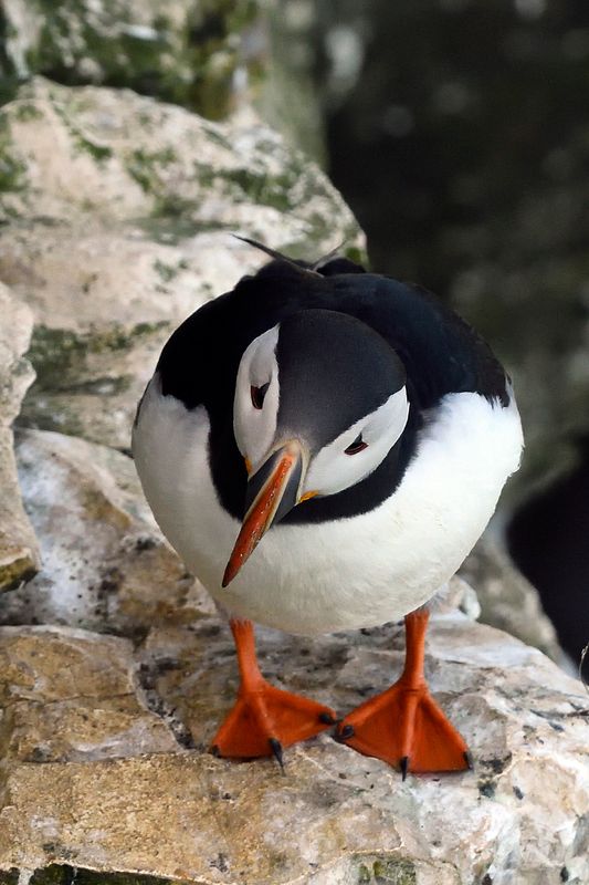 Puffin