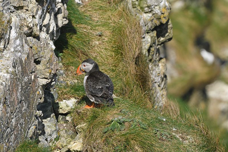 Puffin