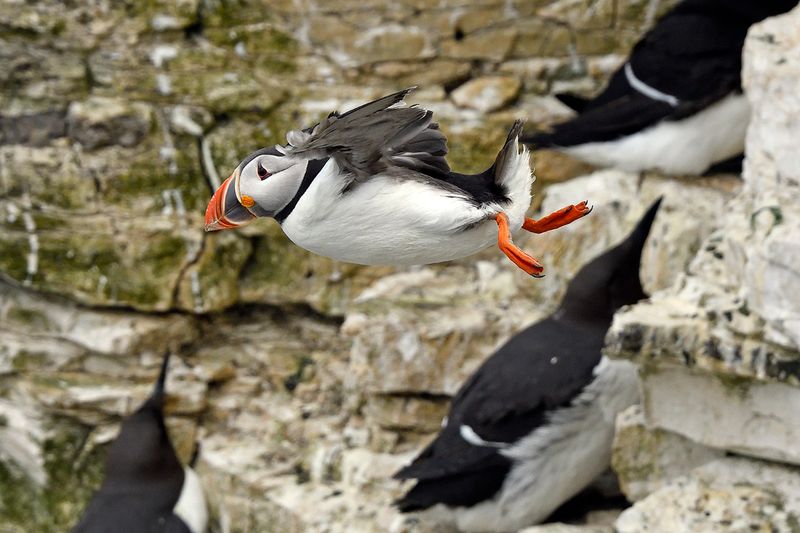 Puffin