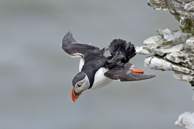Puffin