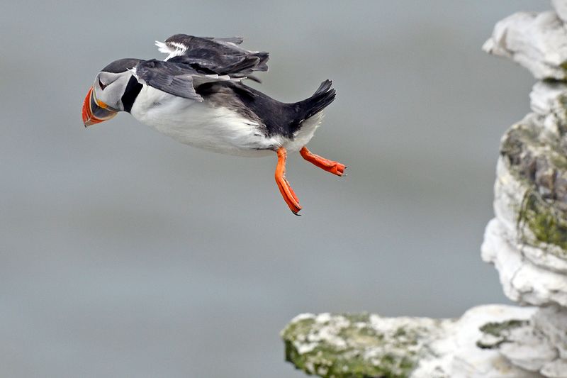 Puffin