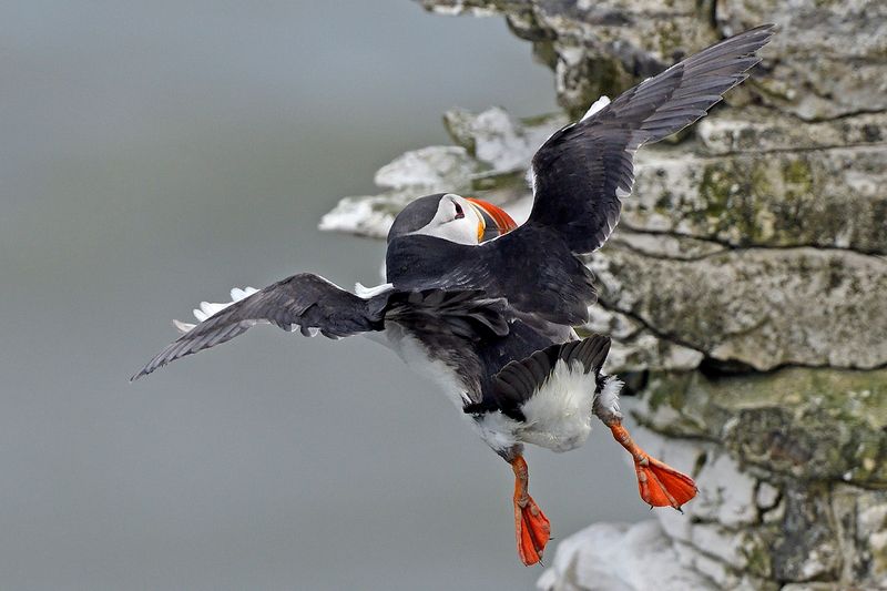 Puffin