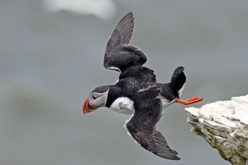 Puffin
