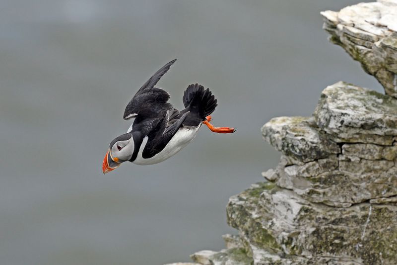 Puffin