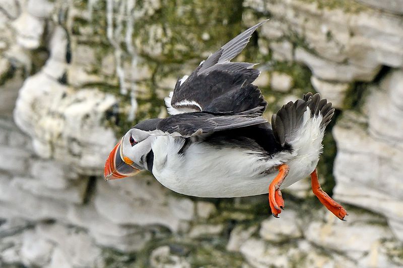 Puffin