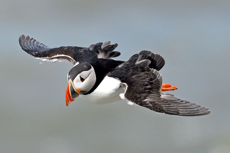 RSPB Bempton Cliffs 2025