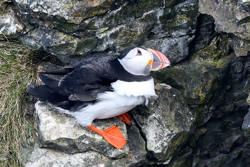 Puffin