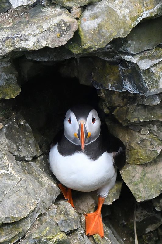 Puffin