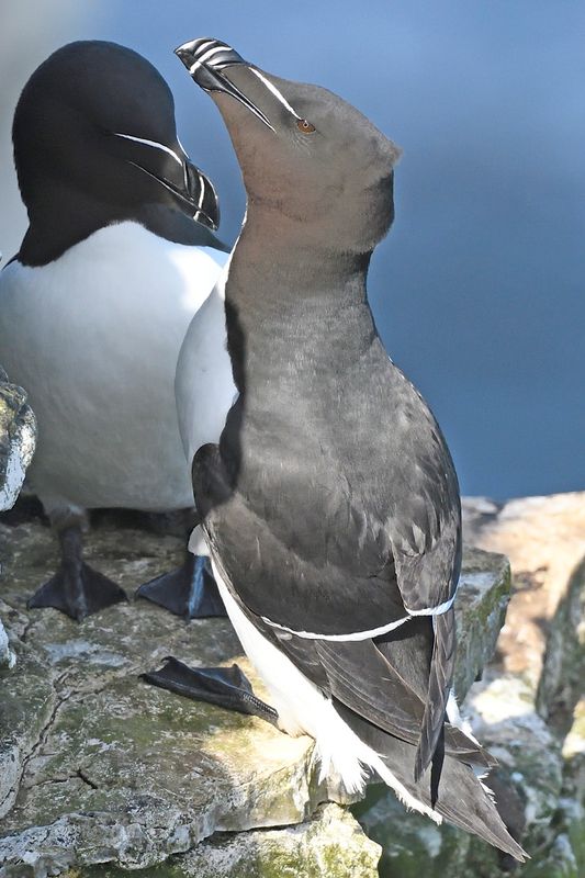 Razorbill