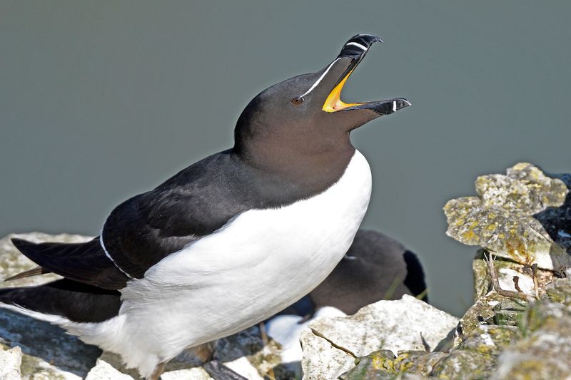 Razorbill