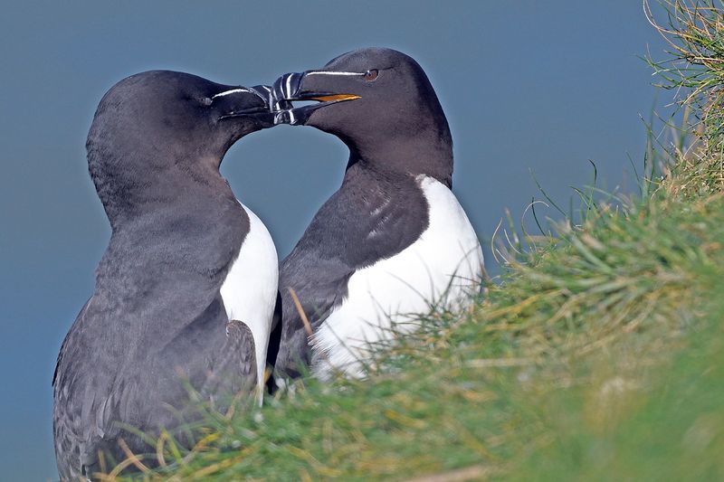 Razorbill