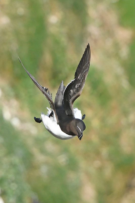 Razorbill