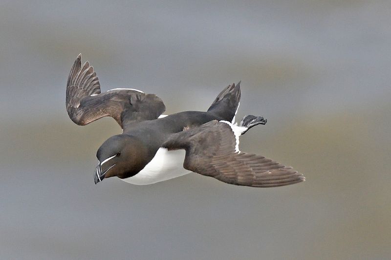 Razorbill