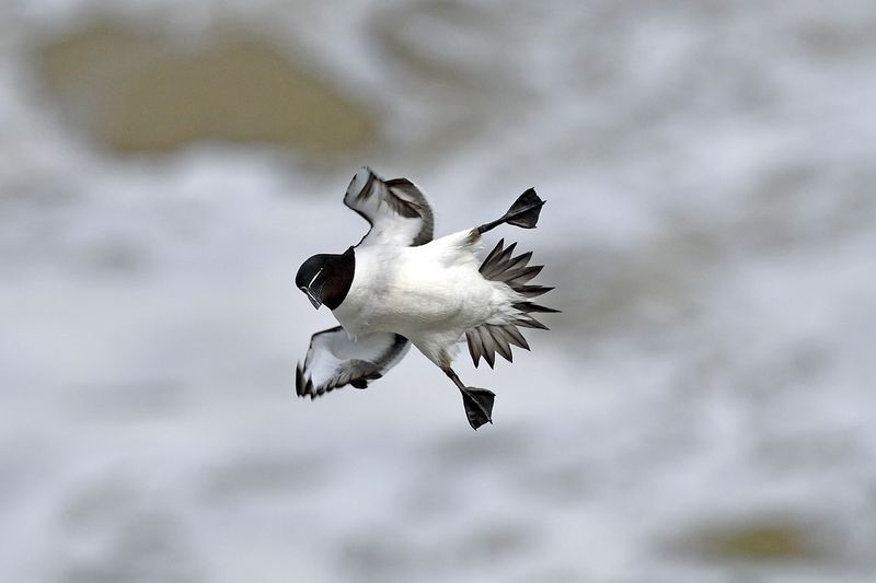 Razorbill