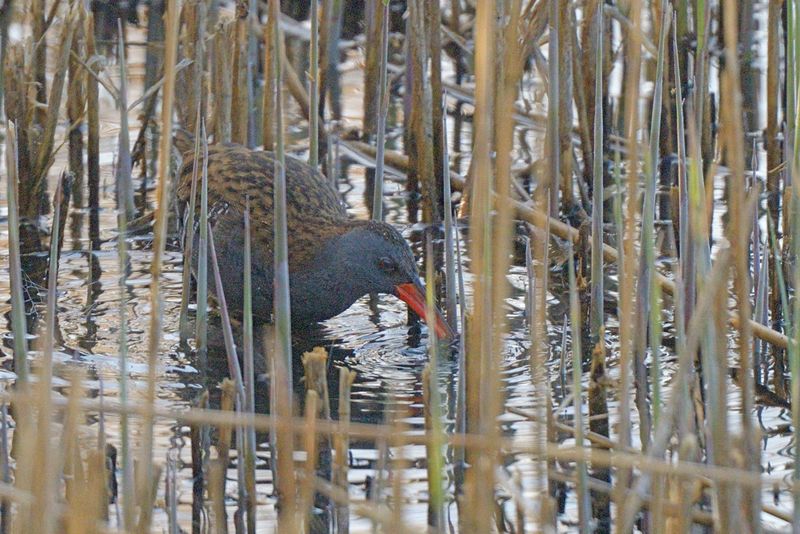 Water Rail