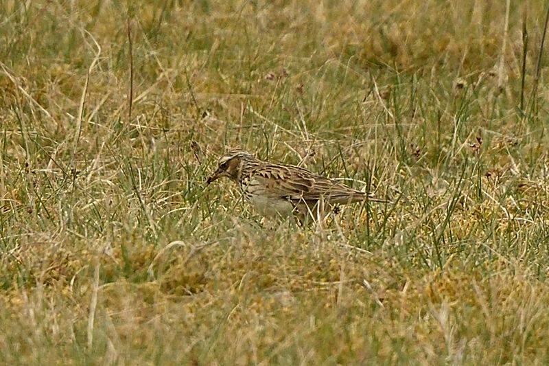Lark - Woodlark