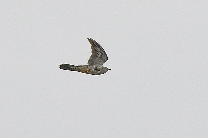 Cuckoo
