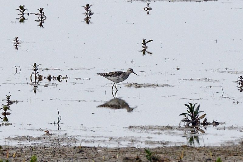 Sandpiper - Wood