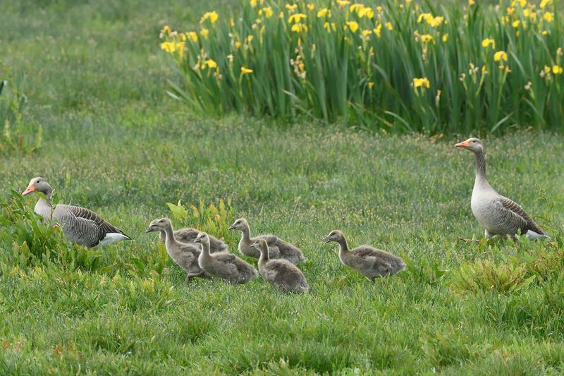 Goose - Greylag