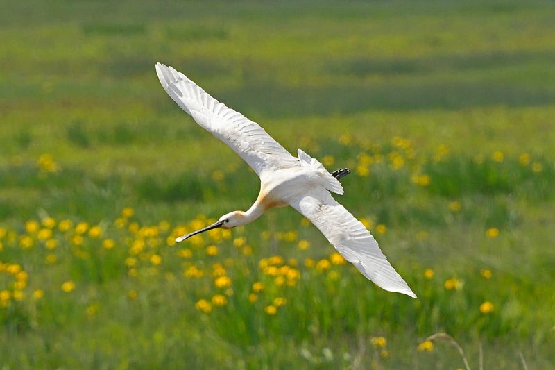 Spoonbill
