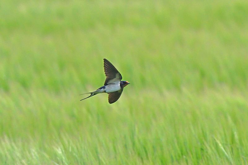 Swallow - Barn