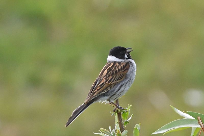 Bunting - Reed