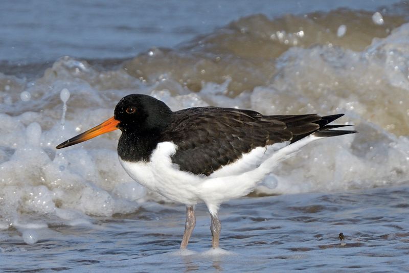 Oystercatcher