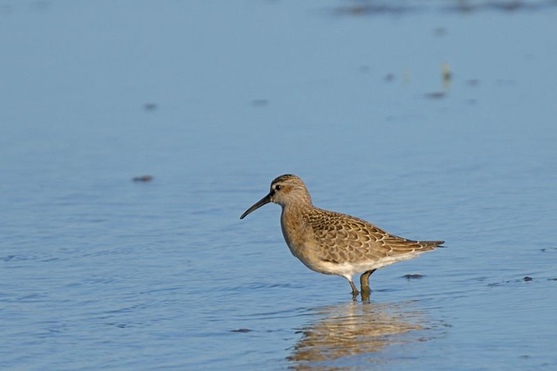 Sandpiper- Curlew