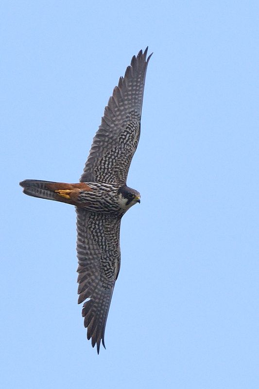 Hobby