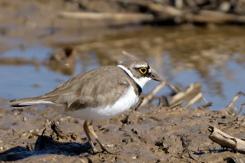 Plover - Little Ringed