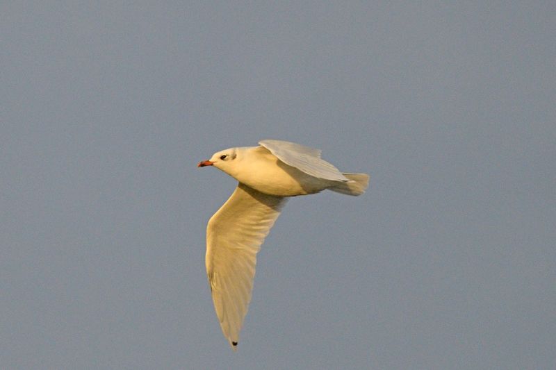 Gull - Mediterranean