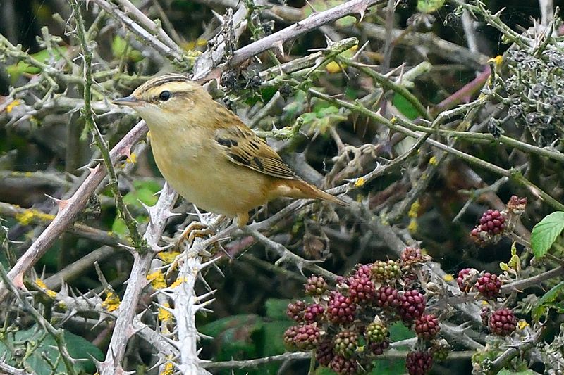 Warbler - Sedge