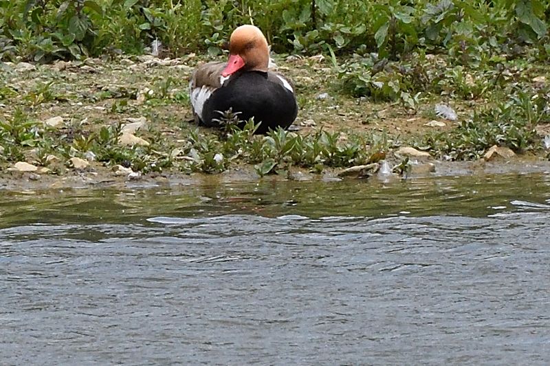 Pochard - Red Crested