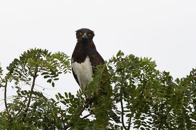 Black-chested Snake Eagle