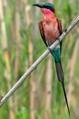 Carmine Bee Eater