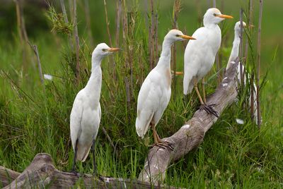 Cattle Egrets