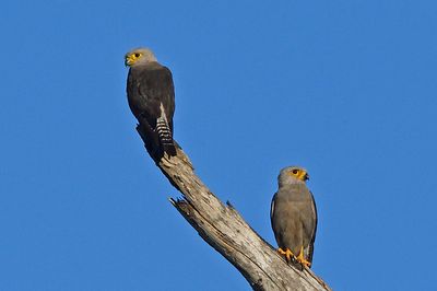 Dickinson's Kestrel Pair