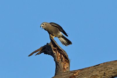 Dickinson's Kestrel