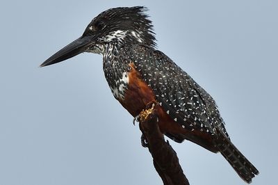 Giant Kingfisher