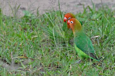 Lillian's Lovebirds