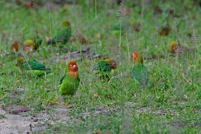 Lillian's Lovebirds