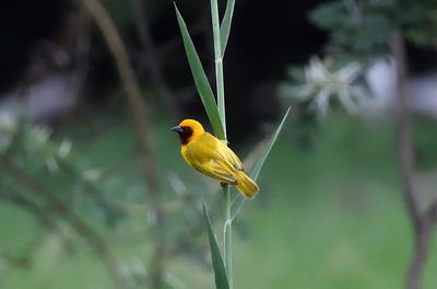 Southern brown throated Weaver