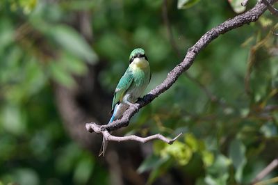 Swallow-Tail Bee Eater