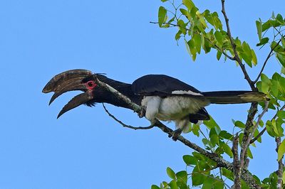 Trumpter Hornbill